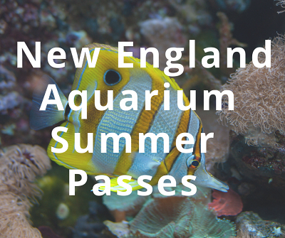 Summer Passes Available for the New England Aquarium Banner Photo
